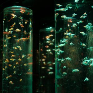 Aquarium Starter Kits