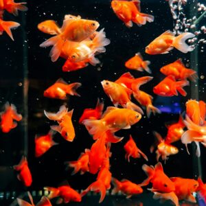 Fish Breeding Tanks
